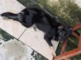 Maya