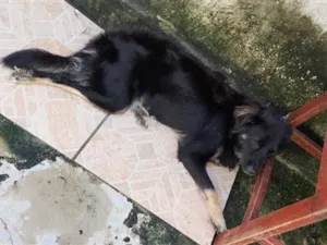 Cachorro raça SRD-ViraLata idade 7 a 11 meses nome Maya