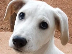 Cachorro raça Labrador idade 2 a 6 meses nome Duque 
