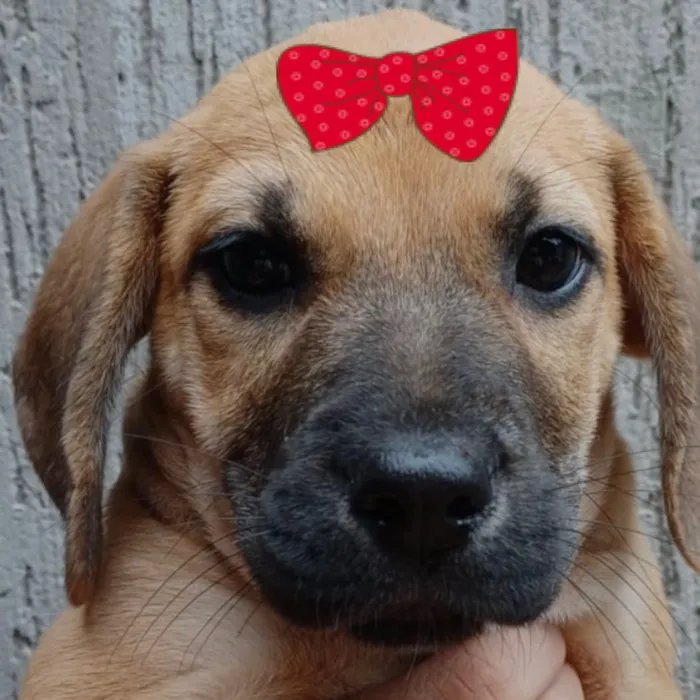 Cachorro raça Labrador idade 2 a 6 meses nome Cacau 