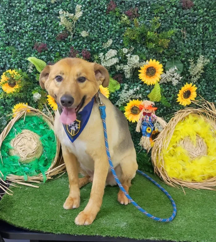 Cachorro raça SRD-ViraLata idade 5 anos nome Leo