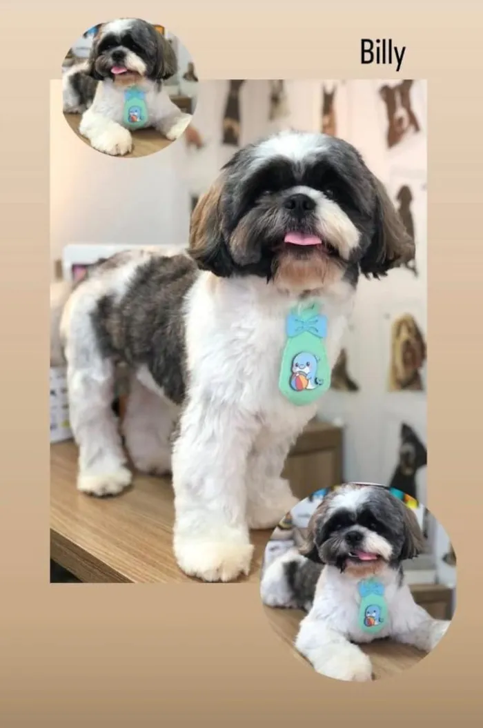 Cachorro raça Shitzu idade 3 anos nome Billy