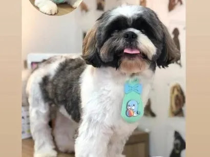 Cachorro raça Shitzu idade 3 anos nome Billy