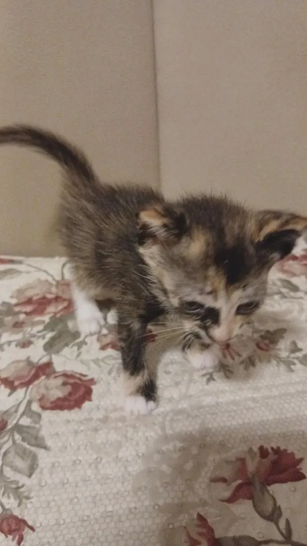 Gato raça SRD-ViraLata idade Abaixo de 2 meses nome sem nome ainda