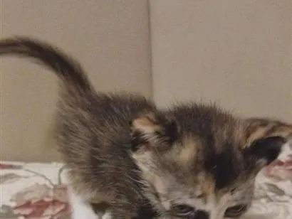 Gato raça SRD-ViraLata idade Abaixo de 2 meses nome sem nome ainda
