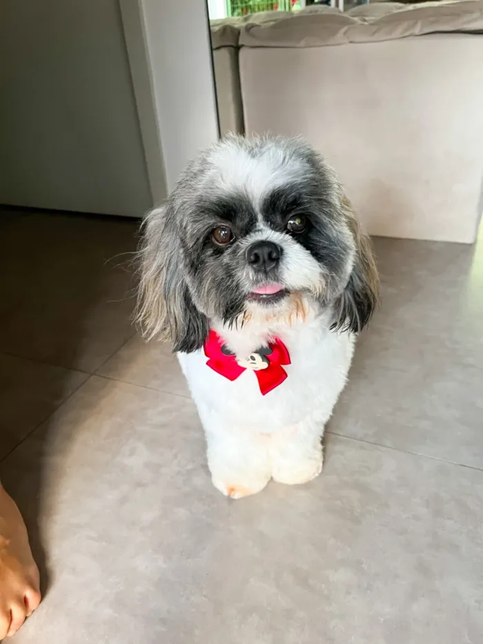 Cachorro raça Shitzu idade 3 anos nome Billy