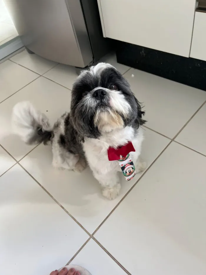 Cachorro raça Shitzu idade 3 anos nome Billy