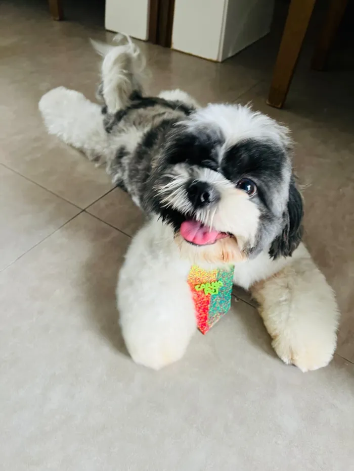 Cachorro raça Shitzu idade 3 anos nome Billy