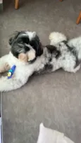 Billy