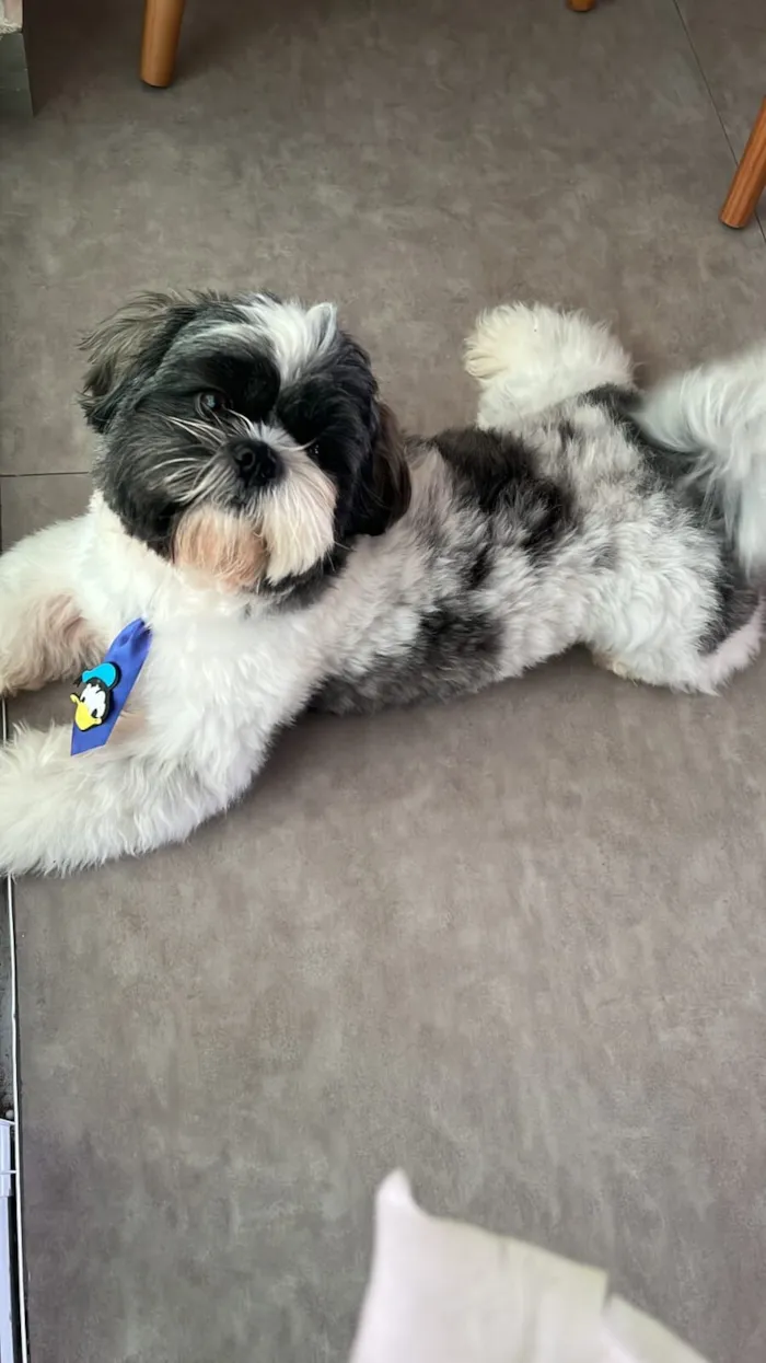Cachorro raça Shitzu idade 3 anos nome Billy