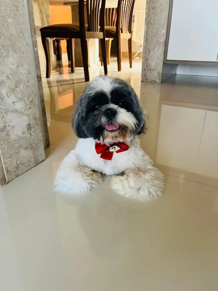Cachorro raça Shitzu idade 3 anos nome Billy