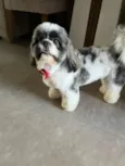 Billy