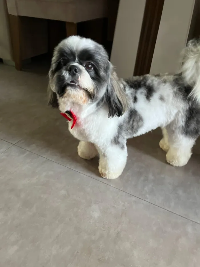 Cachorro raça Shitzu idade 3 anos nome Billy