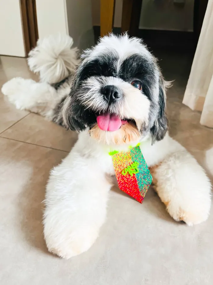 Cachorro raça Shitzu idade 3 anos nome Billy