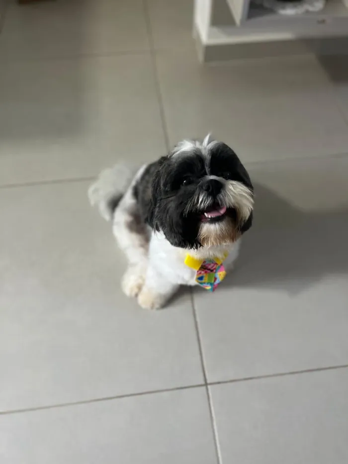 Cachorro raça Shitzu idade 3 anos nome Billy