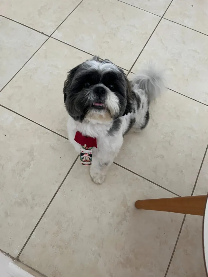 Cachorro raça Shitzu idade 3 anos nome Billy