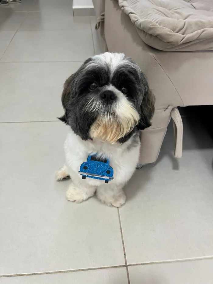Cachorro raça Shitzu idade 3 anos nome Billy