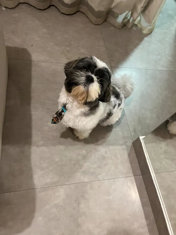 Cachorro raça Shitzu idade 3 anos nome Billy