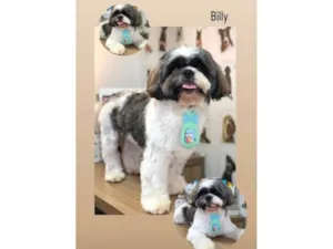 Cachorro raça Shitzu idade 3 anos nome Billy
