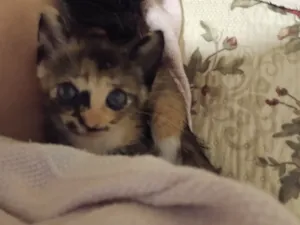 Gato raça SRD-ViraLata idade Abaixo de 2 meses nome sem nome ainda