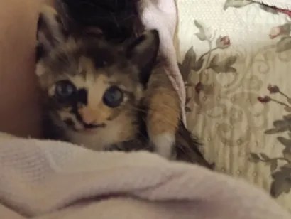 Gato raça SRD-ViraLata idade Abaixo de 2 meses nome sem nome ainda