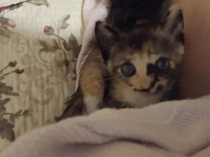 Gato raça SRD-ViraLata idade Abaixo de 2 meses nome sem nome ainda