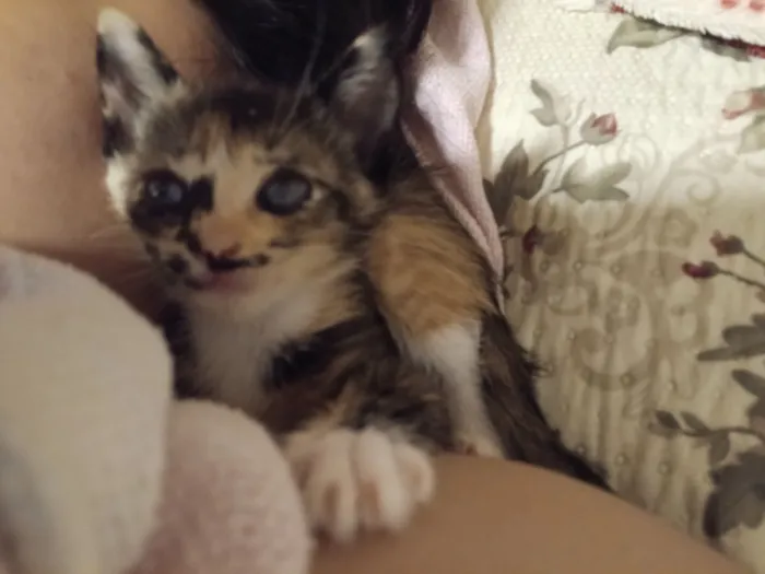 Gato raça SRD-ViraLata idade Abaixo de 2 meses nome sem nome ainda