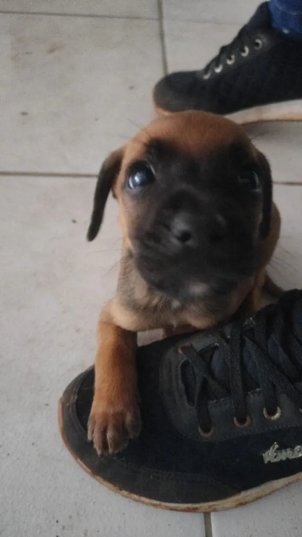 Cachorro raça SRD-ViraLata idade 2 a 6 meses nome não tem nome 