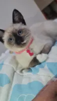 Nalla