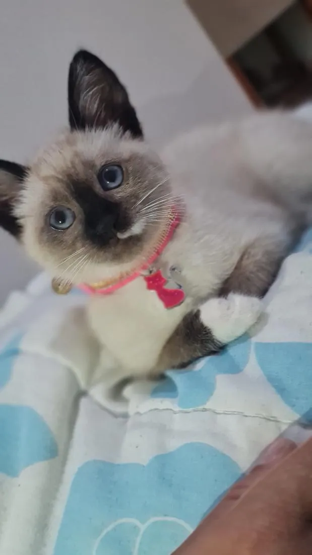 Gato raça Siamês idade Abaixo de 2 meses nome Nalla