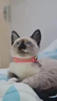 Nalla