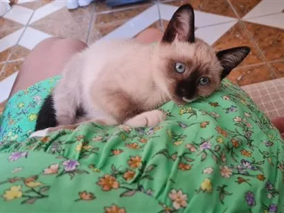 Gato raça Siamês idade Abaixo de 2 meses nome Nalla