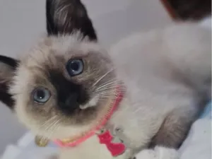 Gato raça Siamês idade Abaixo de 2 meses nome Nalla