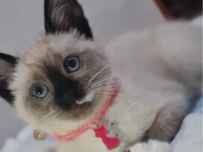 Gato raça Siamês idade Abaixo de 2 meses nome Nalla