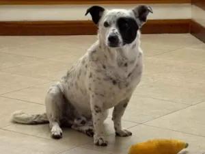 Cachorro raça SRD-ViraLata idade 5 anos nome Jack