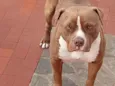 Duke