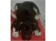 Max e duque
