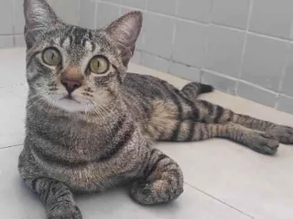 Gato raça SRD-ViraLata idade 1 ano nome Tetéu