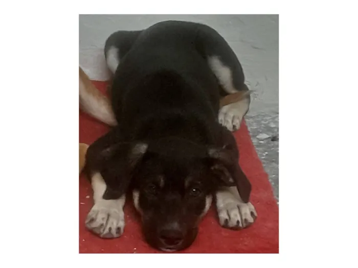 Cachorro raça SRD-ViraLata idade 2 a 6 meses nome Max e duque