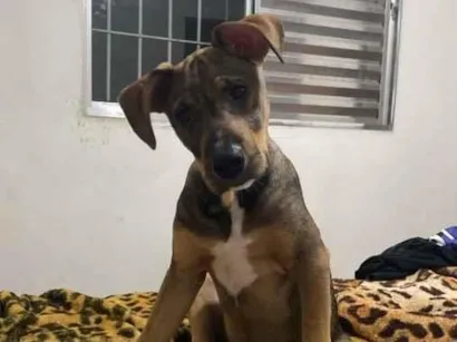 Cachorro raça SRD-ViraLata idade 7 a 11 meses nome THÉO