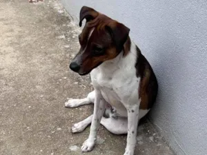 Cachorro raça SRD-ViraLata idade 1 ano nome Zeca