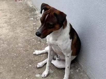 Cachorro raça SRD-ViraLata idade 1 ano nome Zeca