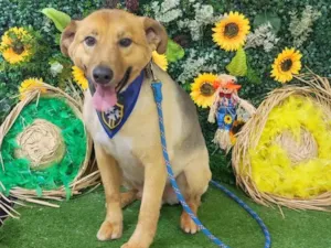Cachorro raça SRD-ViraLata idade 5 anos nome Leo