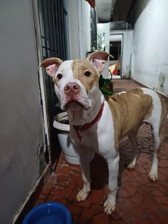 Cachorro raça Pit-Bull idade 2 a 6 meses nome Filhote Pit