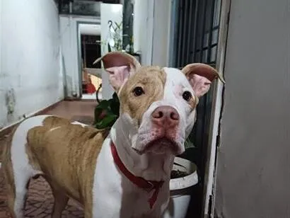 Cachorro raça Pit-Bull idade 2 a 6 meses nome Filhote Pit