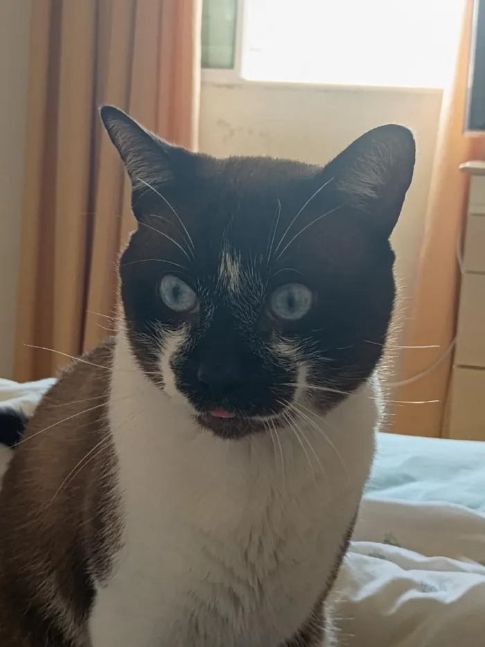 Gato raça SRD-ViraLata idade 2 anos nome Pedroso