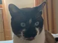 Pedroso