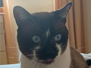 Gato raça SRD-ViraLata idade 2 anos nome Pedroso