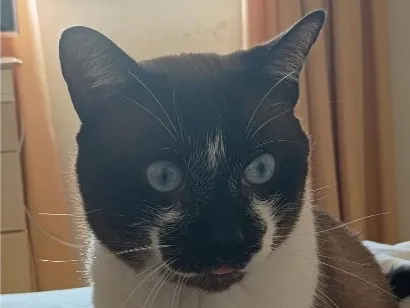 Gato raça SRD-ViraLata idade 2 anos nome Pedroso