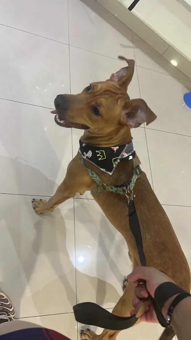 Cachorro raça SRD-ViraLata idade 7 a 11 meses nome Rocky